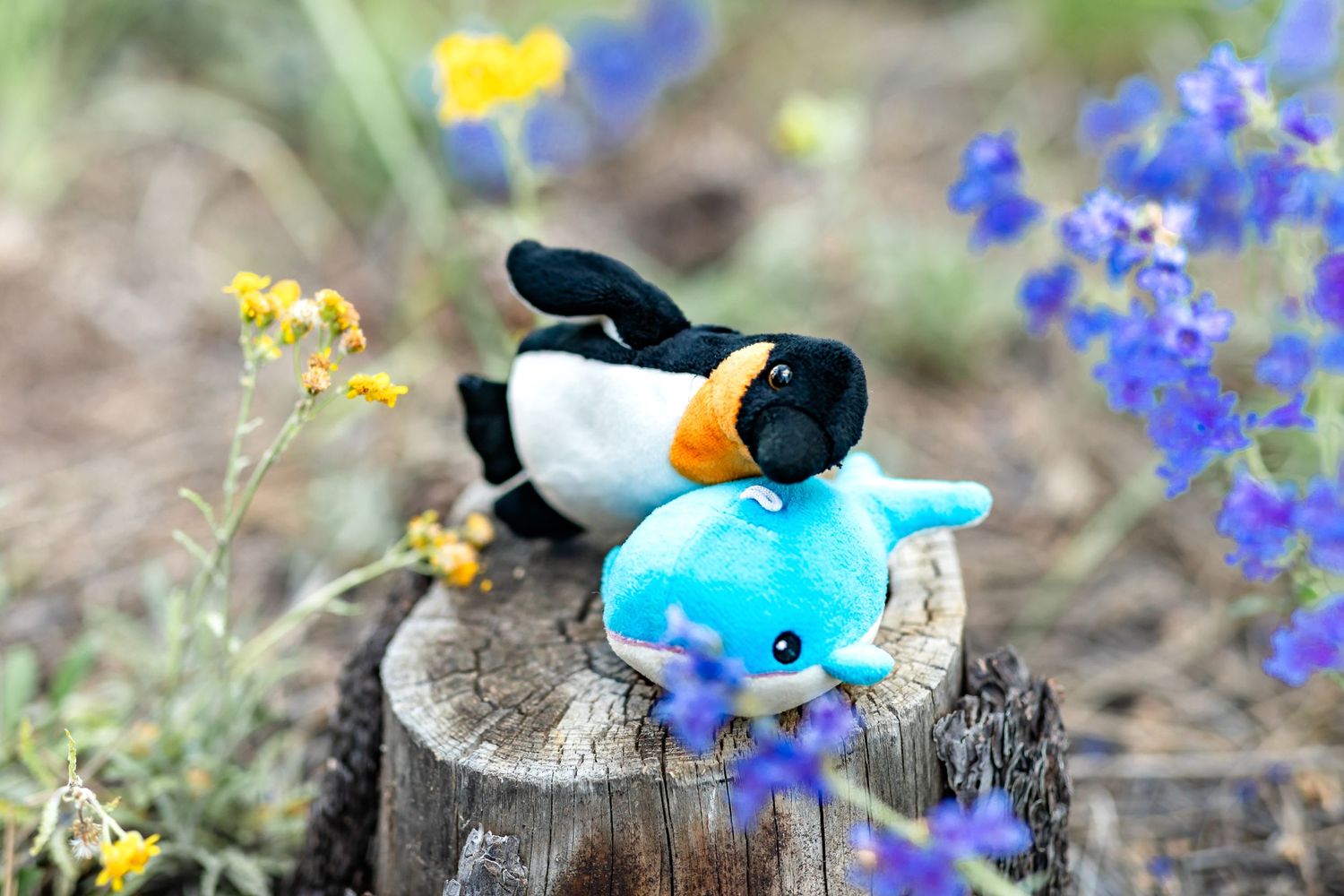 Whale and penguin stuffed animals watch as their owners enjoy a family photo session in Colorado Springs.