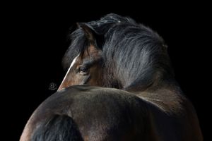 Intieme blik op de unieke details van je paard