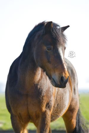 Paardenportret met aandacht voor detail en natuur