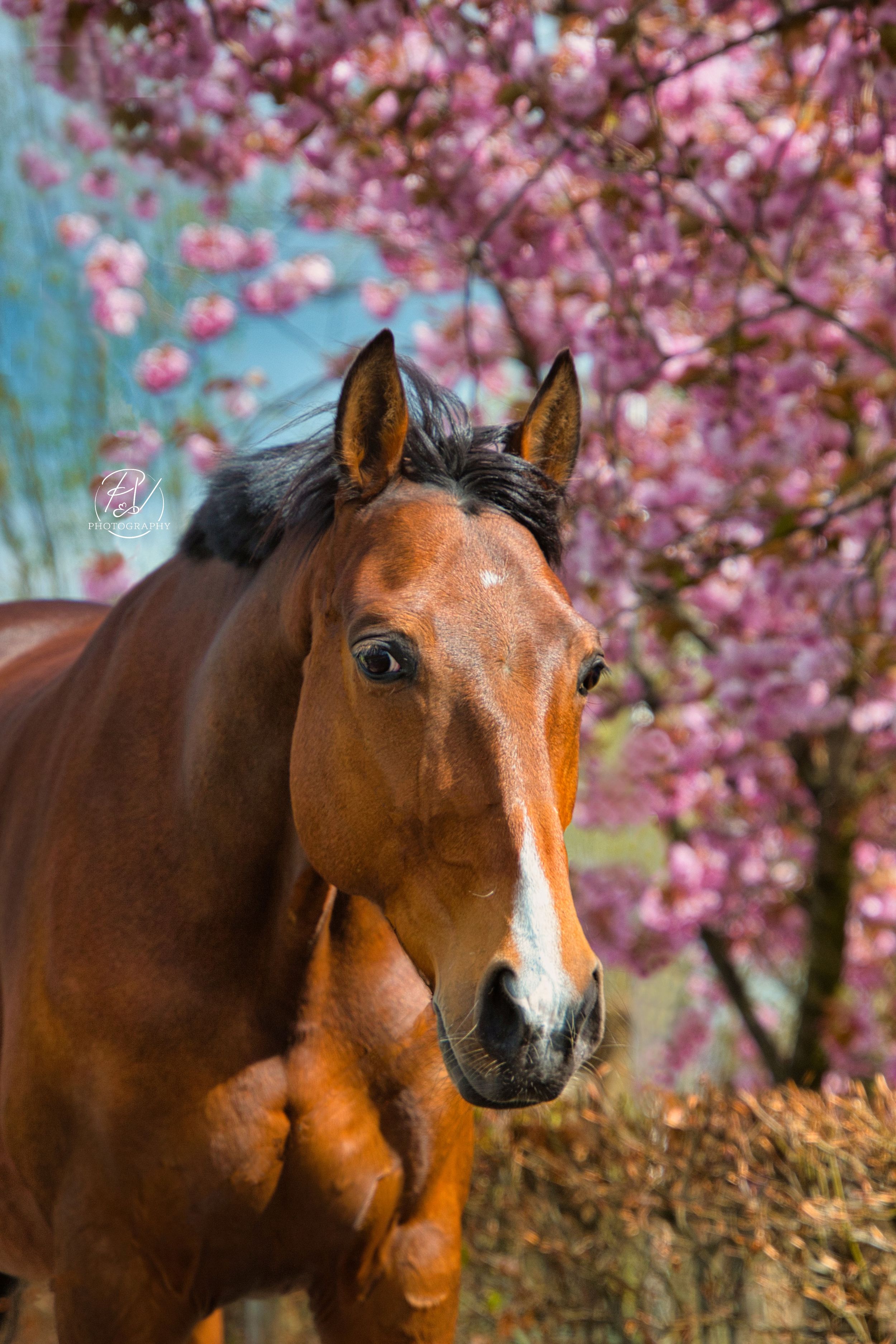 Tussen de bloesemtakken straalt je paard als nooit tevoren
