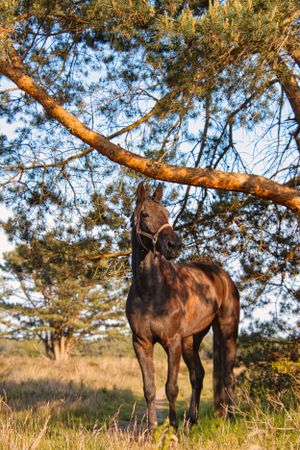 Kracht en elegantie van het paard in de open natuur
