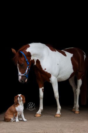 Beste vrienden op vier poten – puur samenzijn van paard en hond