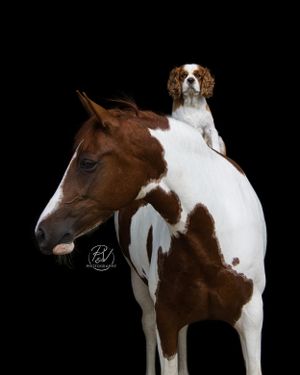 Vertrouwen en vriendschap tussen paard en hond