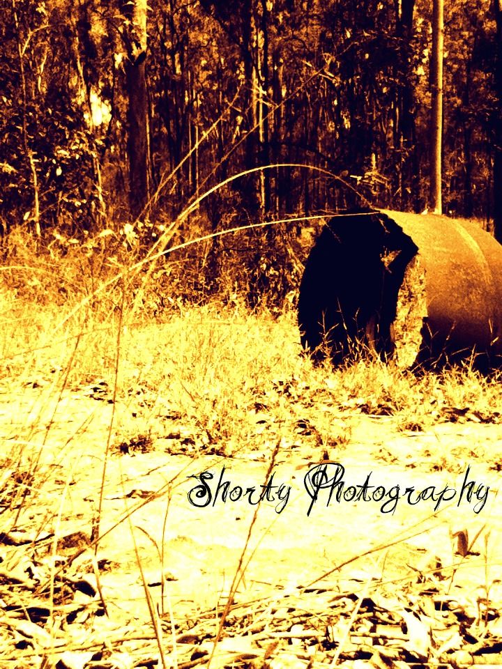 Black bear feeding in tall grass at night illuminated by golden light.