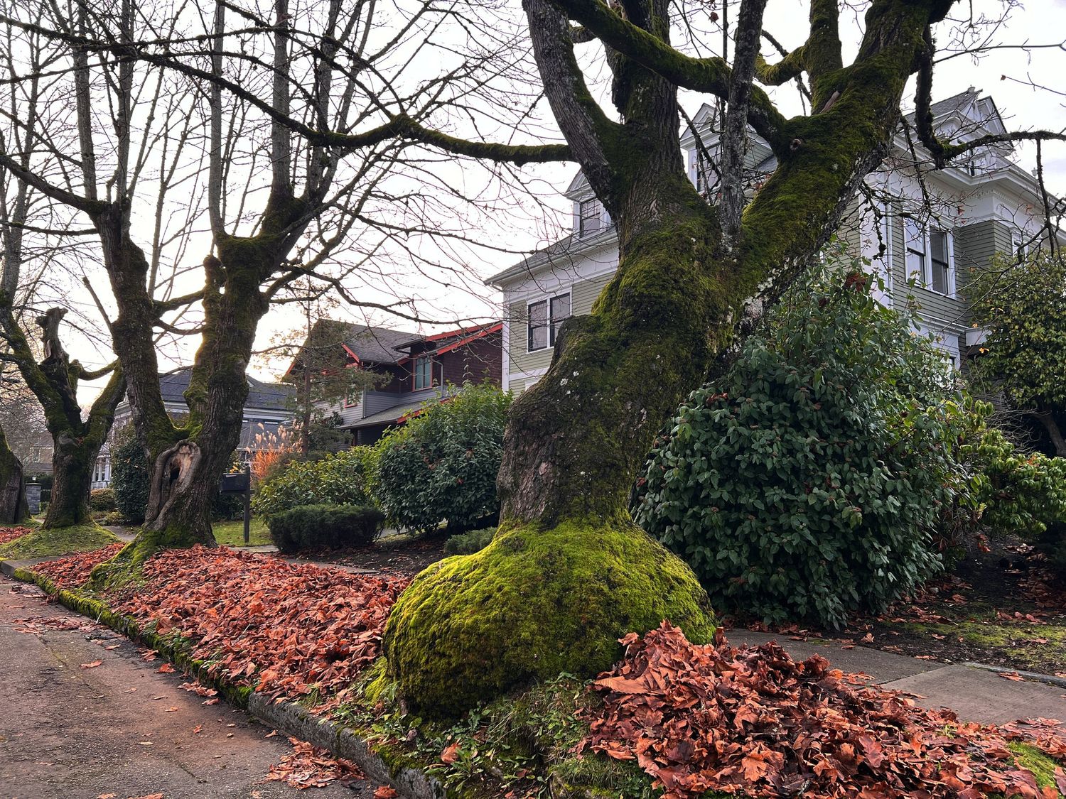 Row of bare winter trees with fallen leaves along a residential street.