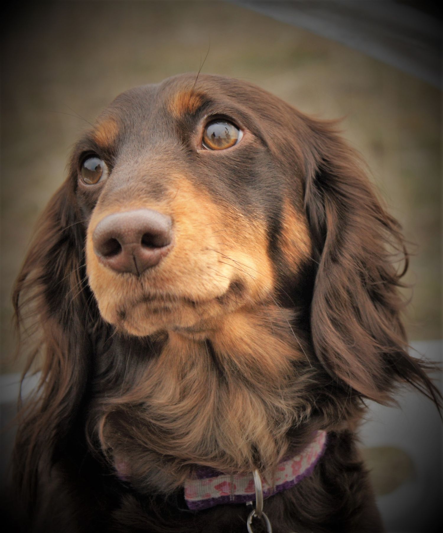 Pet photography Kamloops