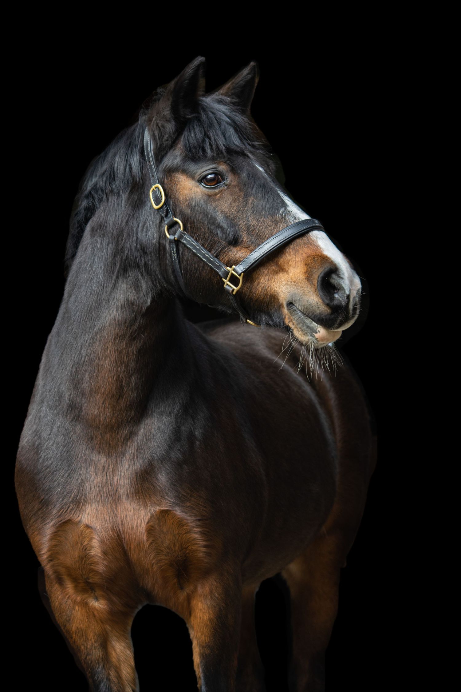 A stunning dark horse with a leather halter poses against a black background in a dramatic portrait.