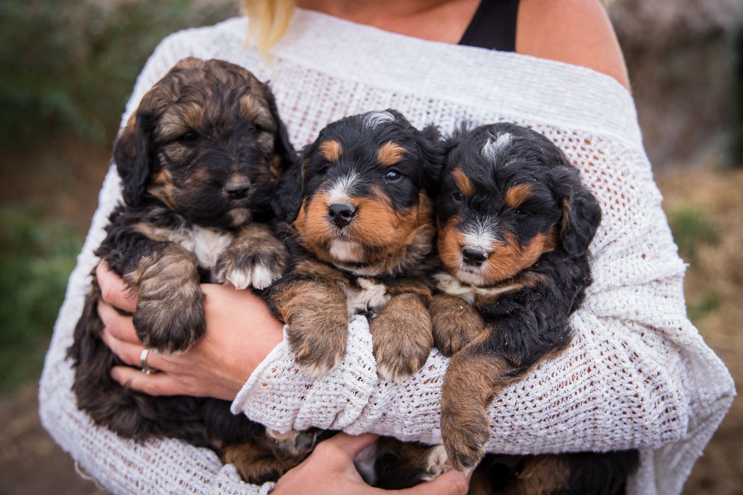 Three adorable brown and black puppies being held in a white knit sweater.