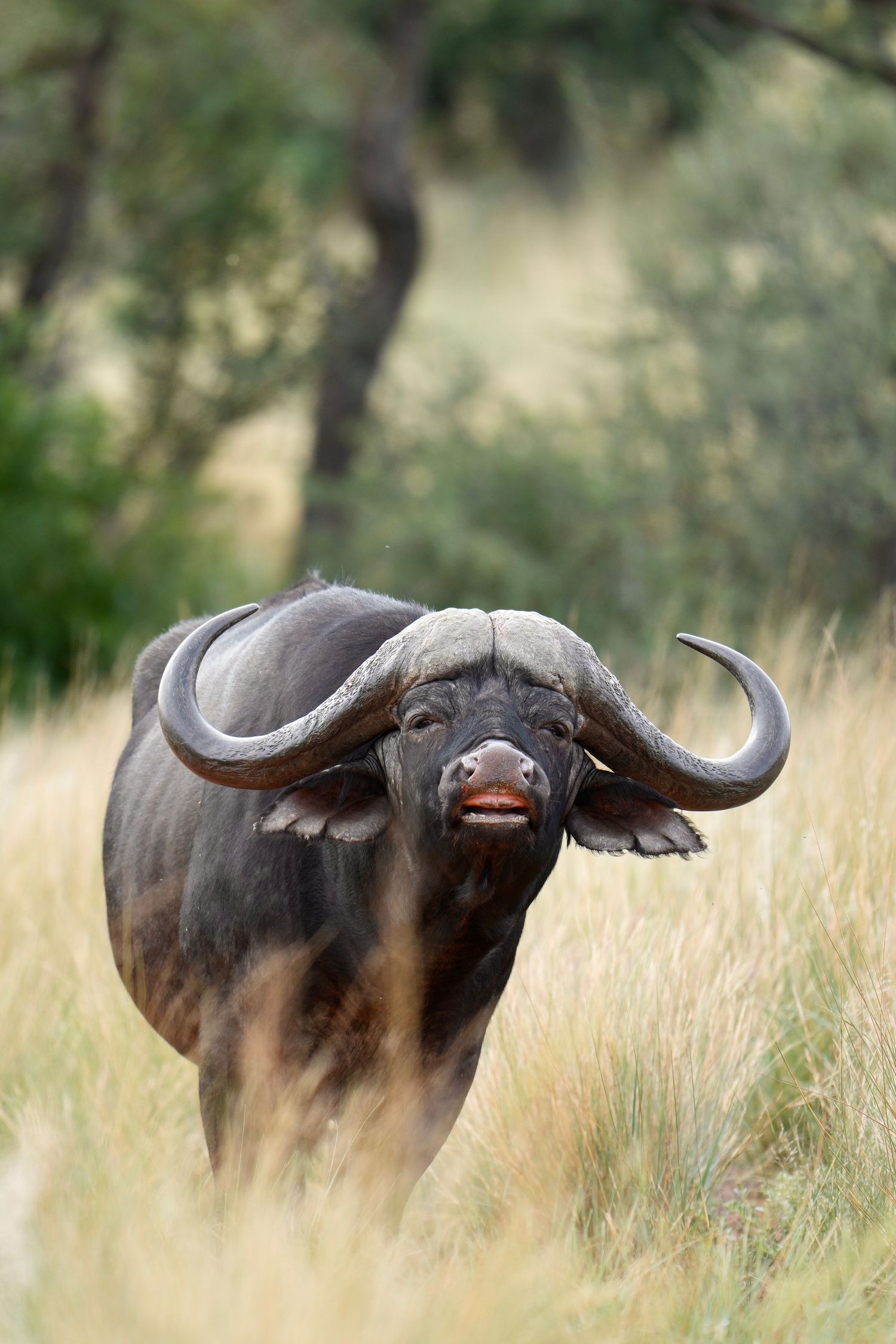 Cape buffalo moving through tall grass in progressive frames showing its massive horns.