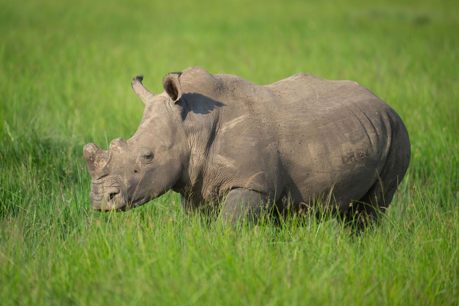 White rhinoceros graze together in lush green grass.