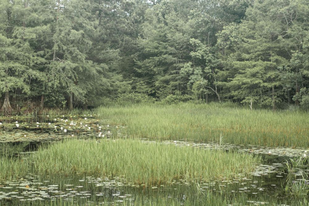 Scenic wetland landscape with tall grass, lily pads and pine trees in background.