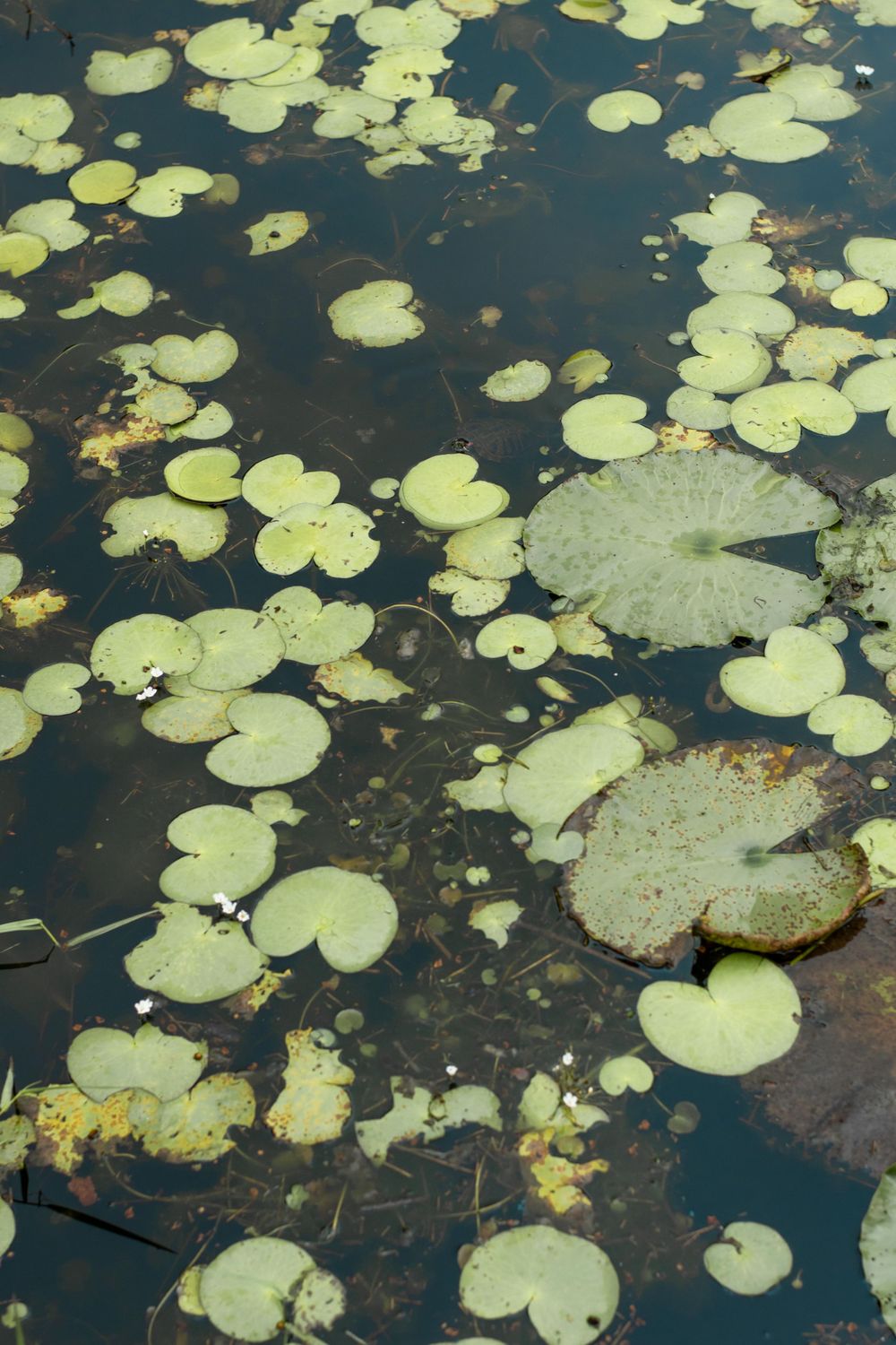Lily pads float on dark water surface creating natural pattern in pond.