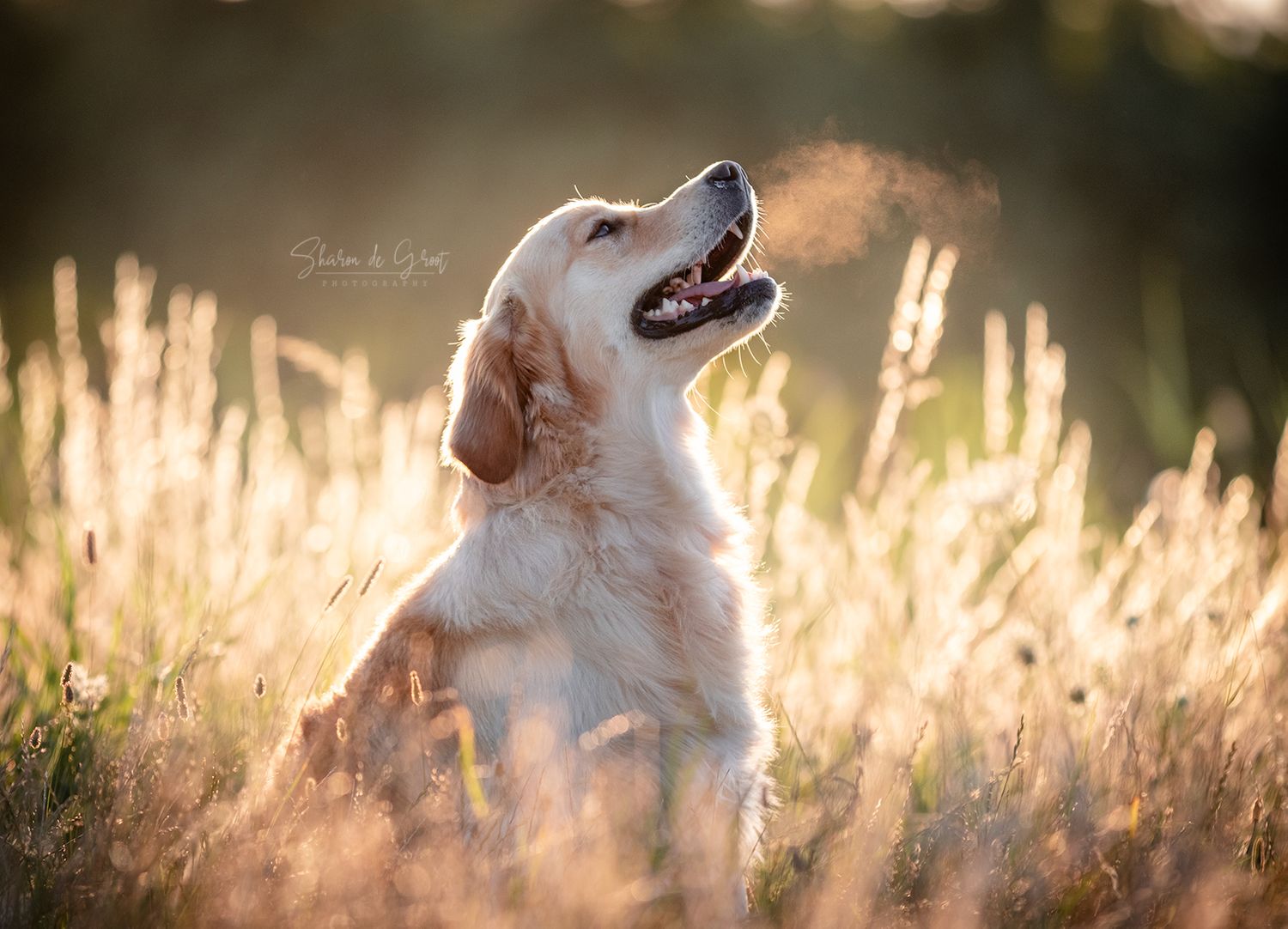 Hondenfotografie: Golden Retriever Hond tussen het riet tijdens golden hour