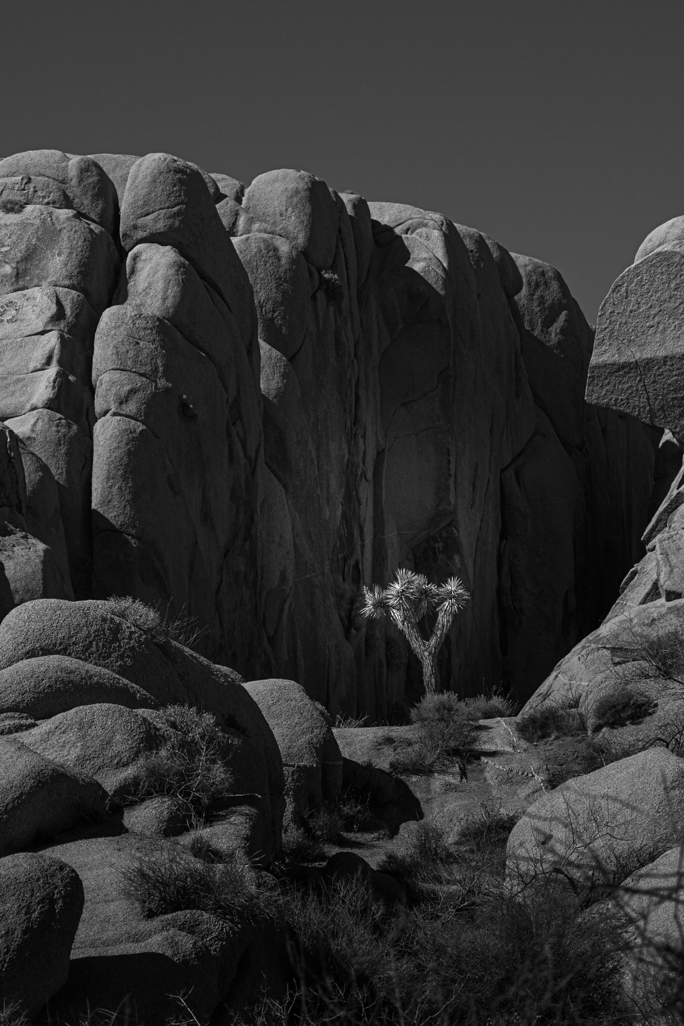 Joshua Tree National Park