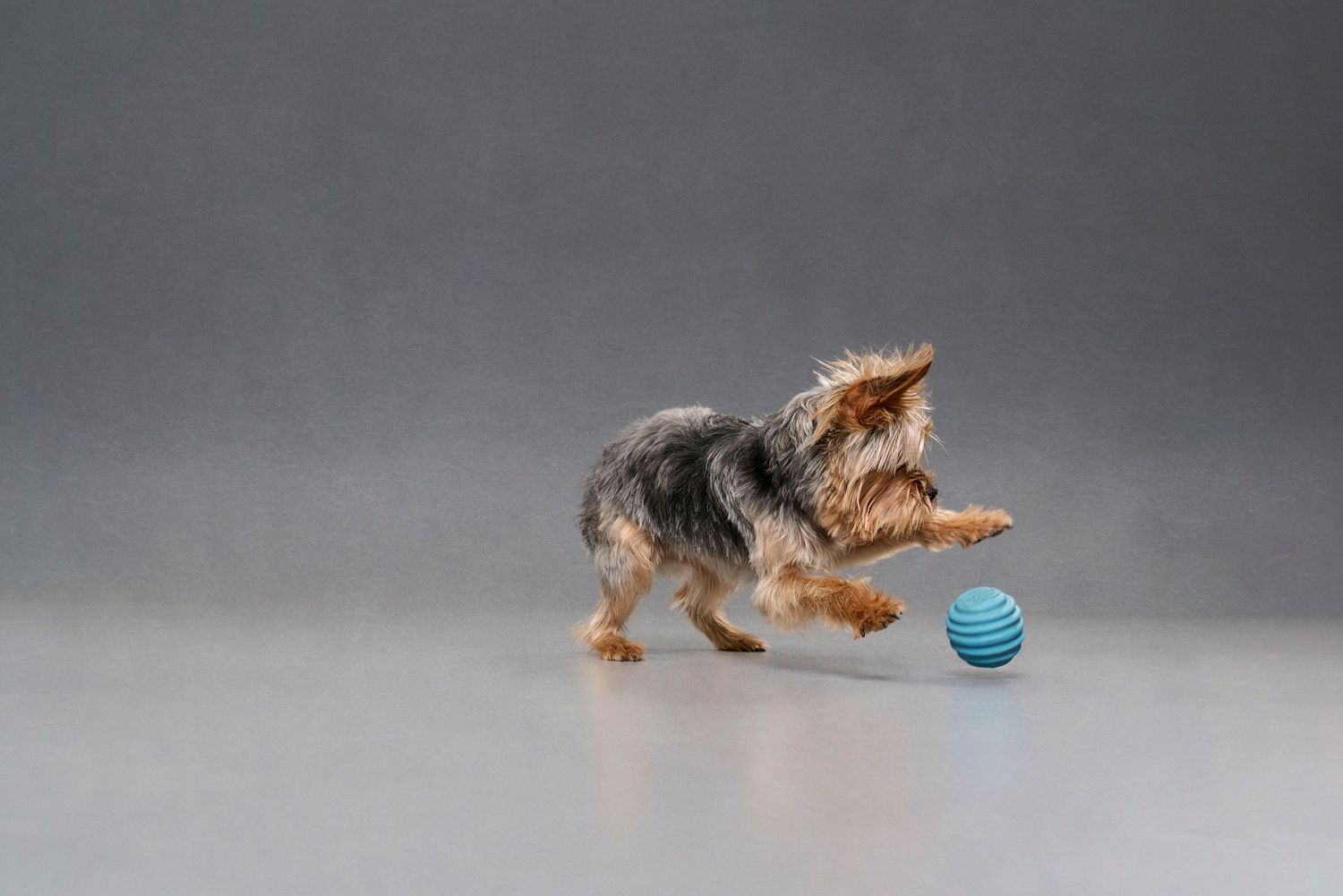 Artistic pet photography