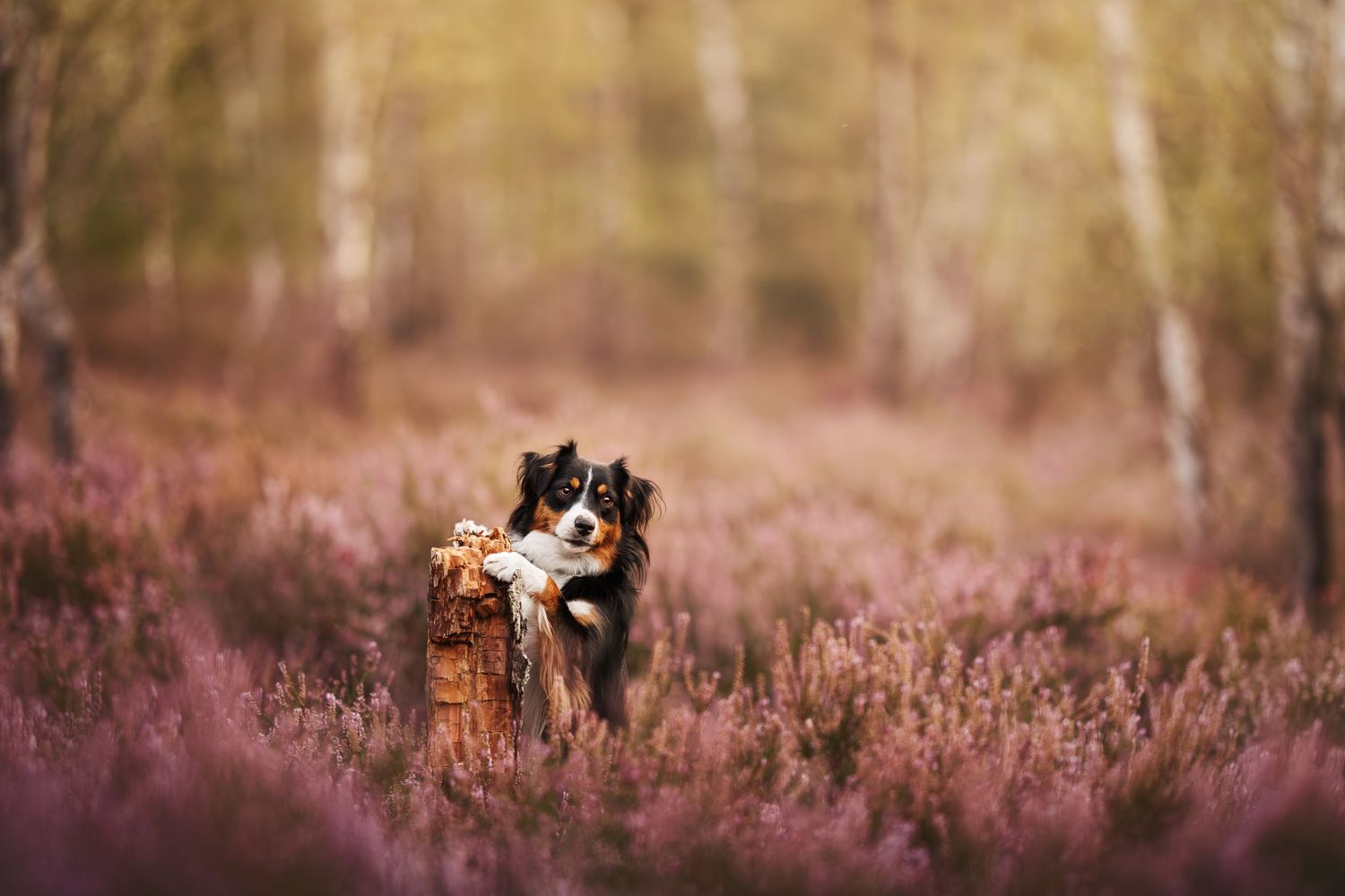 Border collie standing in a field of purple heather during golden hour.
