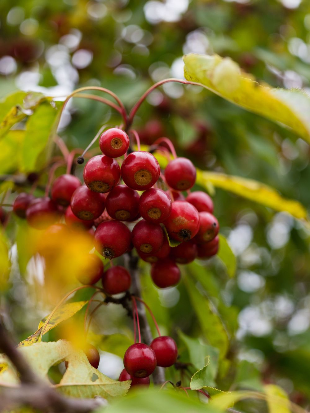 holly berries