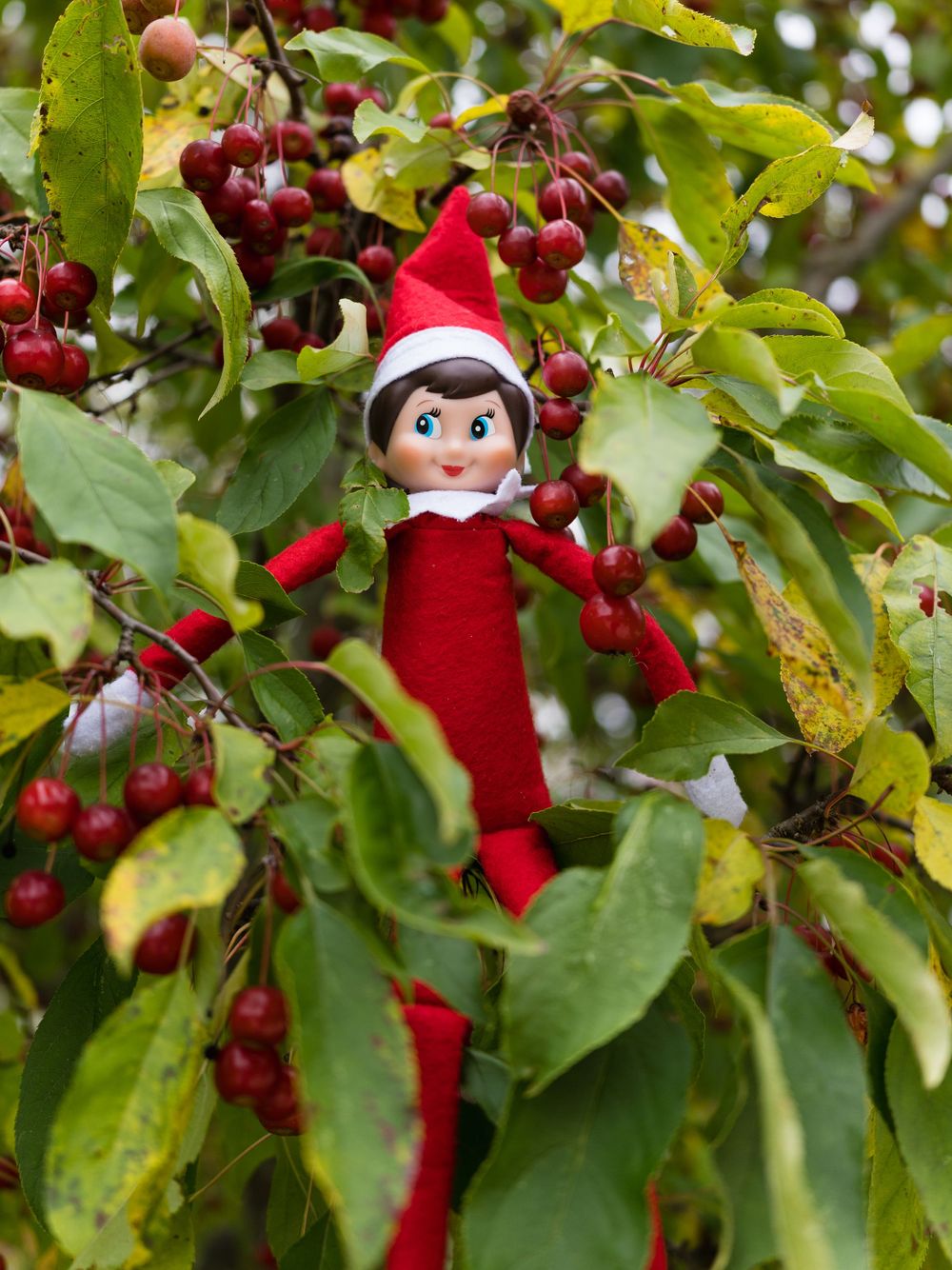 elf on the shelf in holly