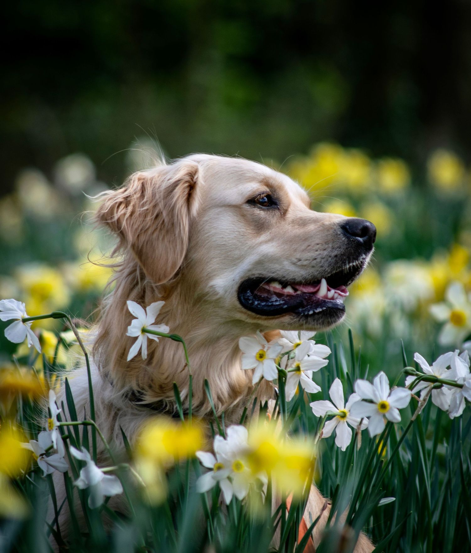 Golden retriever portrait among blooming spring daffodils and narcissus flowers.