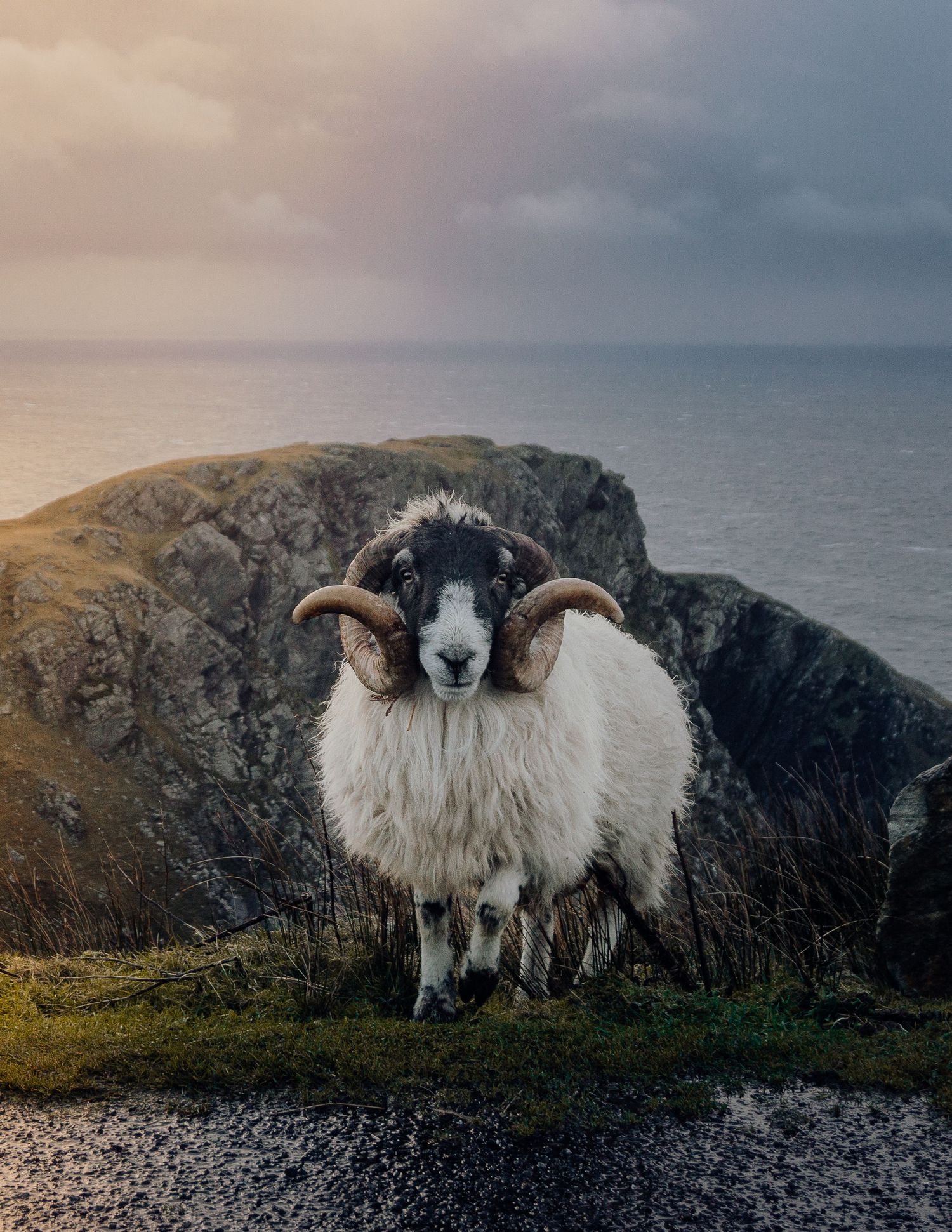 Majestic ram on the ocean cliffs of Ireland.