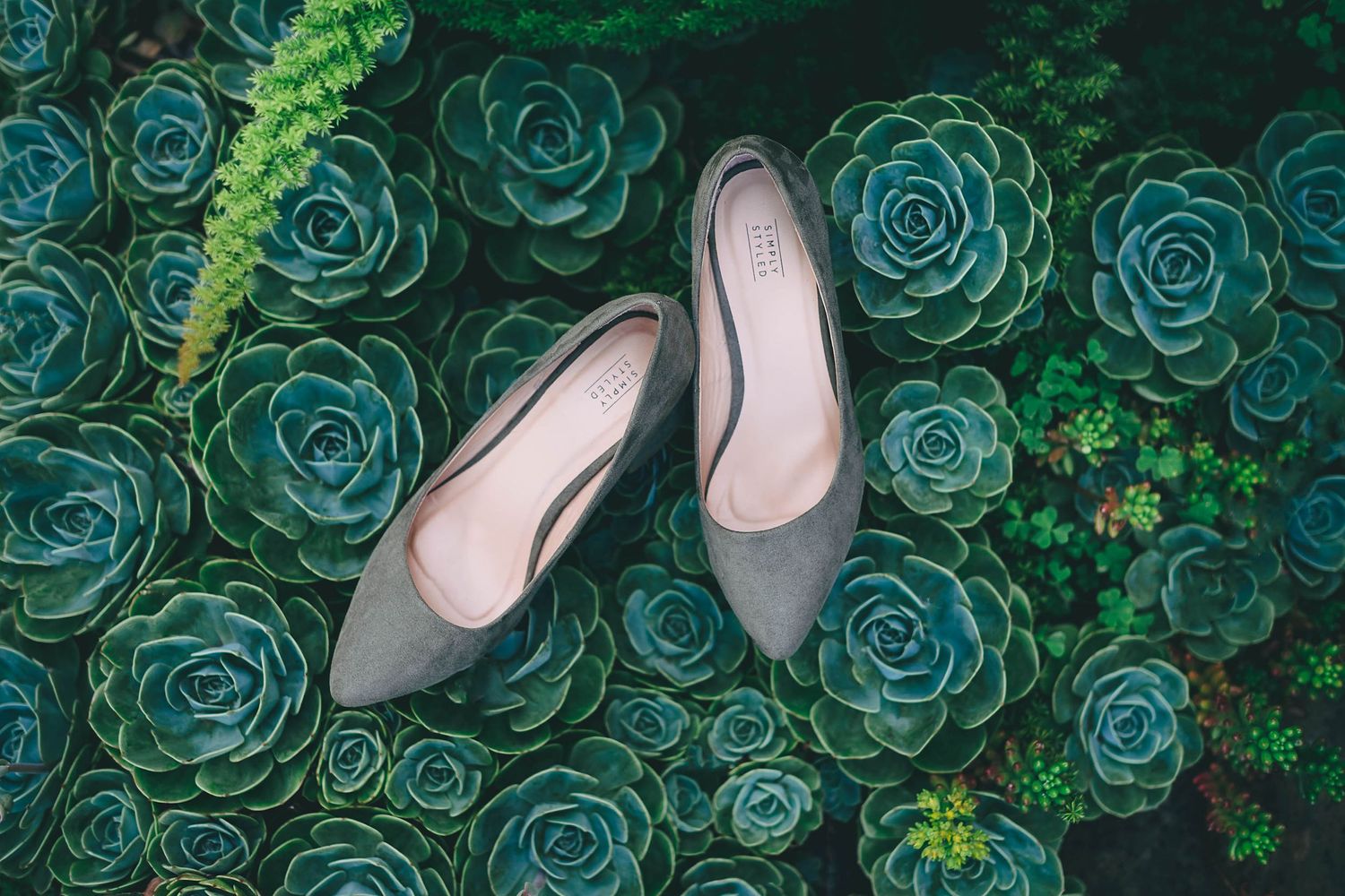 Grey bridal shoes artistically photographed among blue-green succulents.