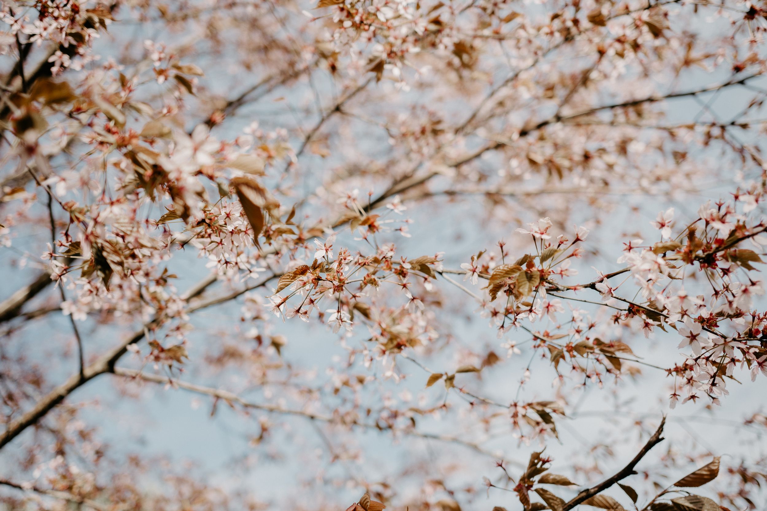 Delicate cherry blossom branches against a soft blue sky background.