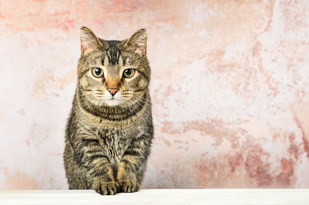 Tabby cat sitting attentively against pink textured background.