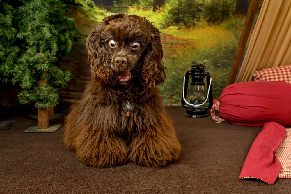 A chocolate-colored cocker spaniel sitting on brown fabric with a lantern in the background.