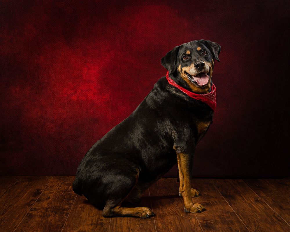 A Rottweiler dog wearing a red scarf sits proudly against a dramatic red background.