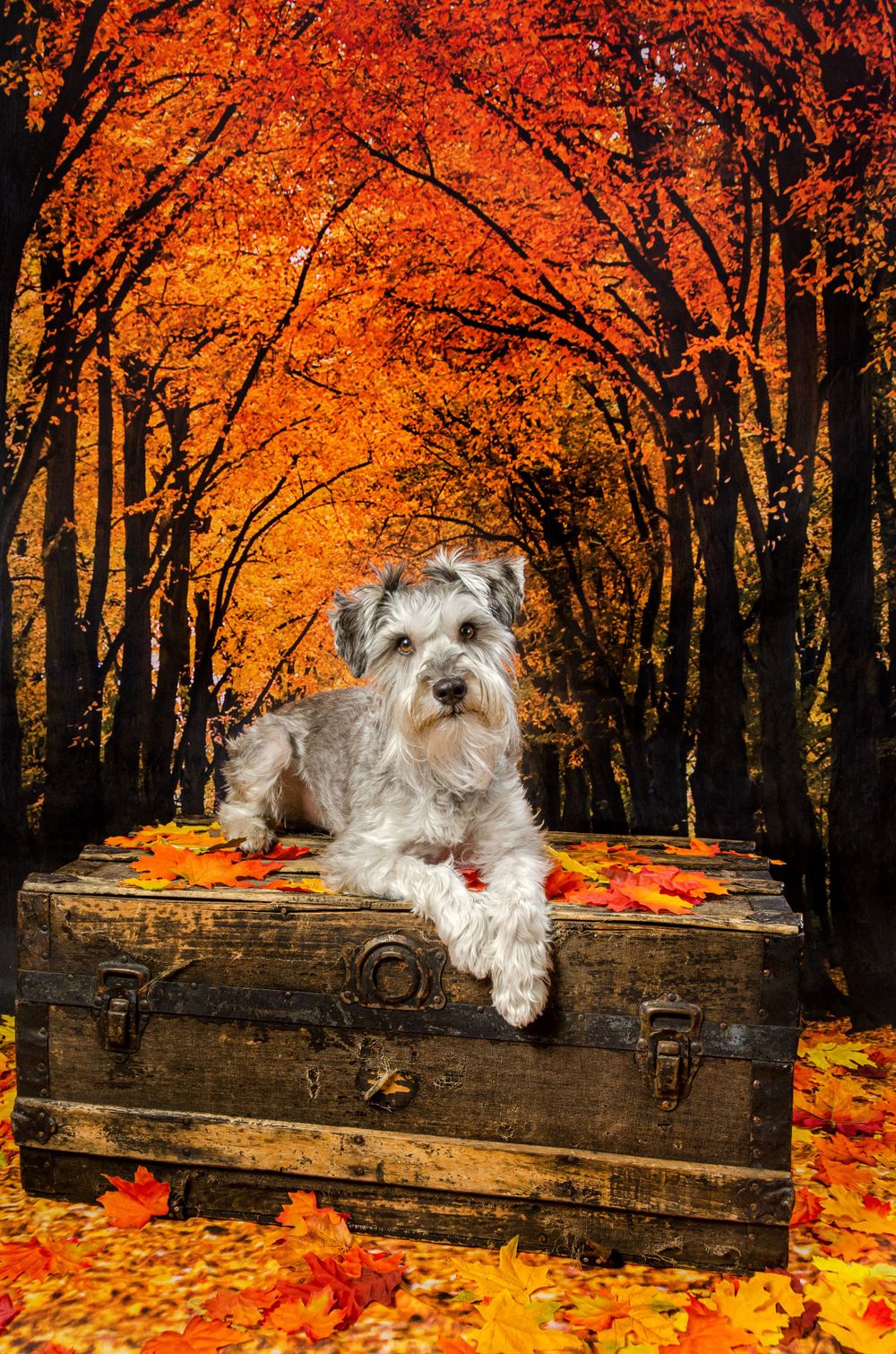 A grey schnauzer rests on a vintage trunk surrounded by vibrant autumn foliage.