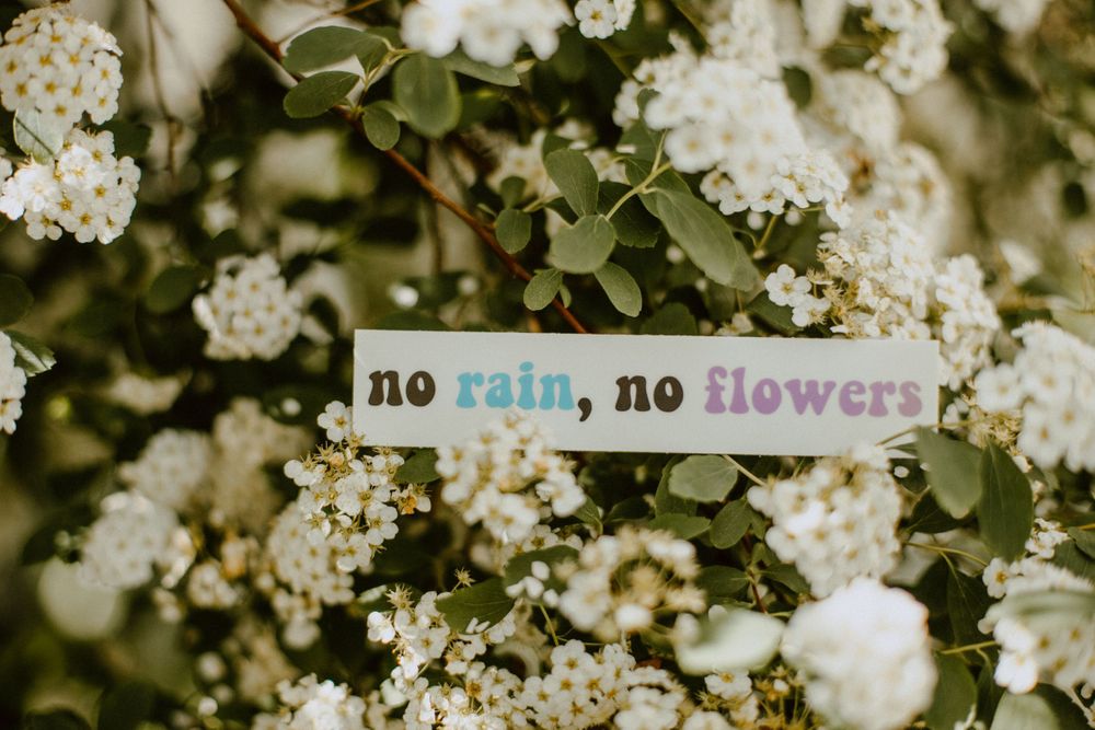 White spring flowers blooming with text overlay saying 'no rain, no flowers'.