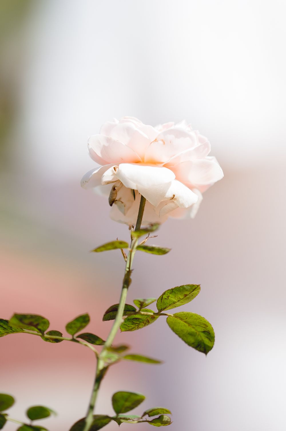 wedding photographer, Huntsville, Alabama, wedding venue, wedding dress, Birmingham botanical gardens, Birmingham
