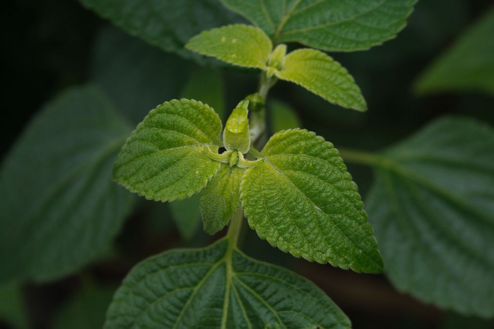 Macro shot of fresh green leaves with detailed vein patterns.
