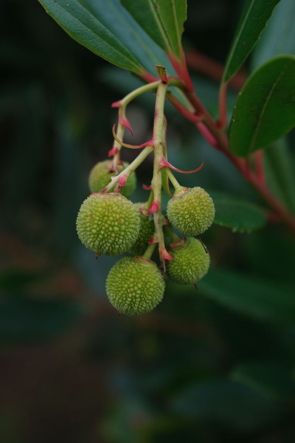 Green spiky fruits growing on branch with red stems.