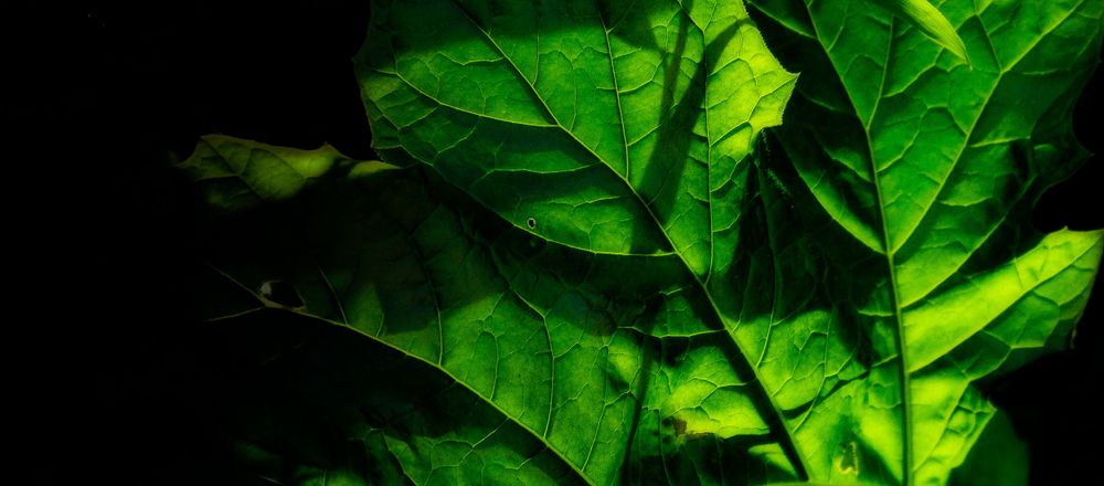 Close-up of vibrant green leaves illuminated against a dark background.