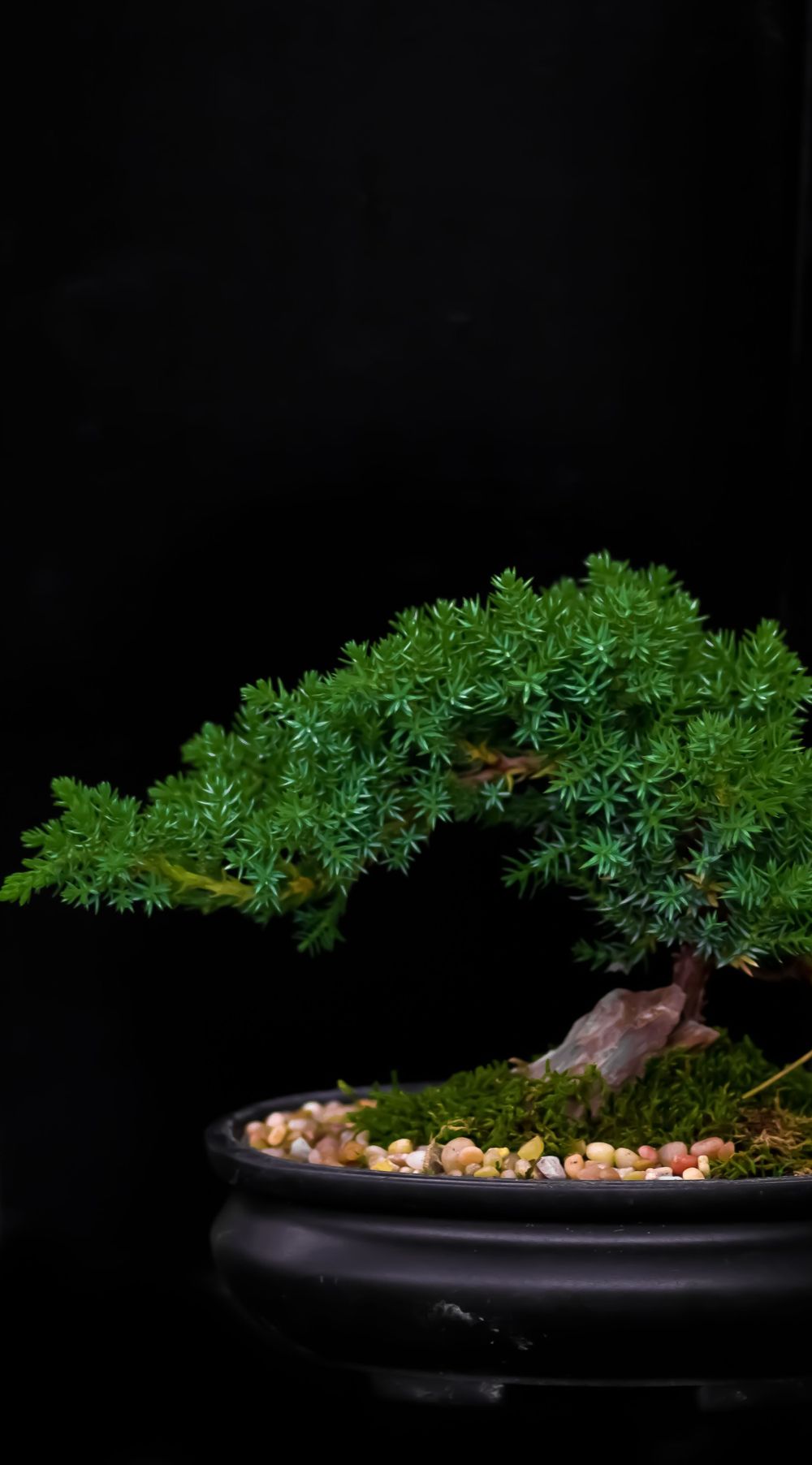 Artistic bonsai tree with delicate green foliage against black background.