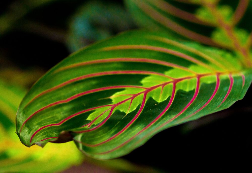 Vibrant green and red striped tropical leaf pattern.