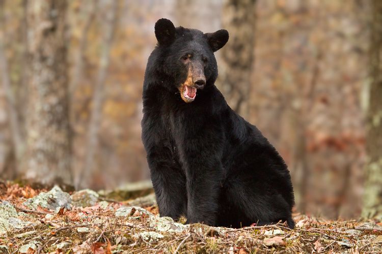 Black Bear Yawns or Roars in Shenandoah National Park, Virginia