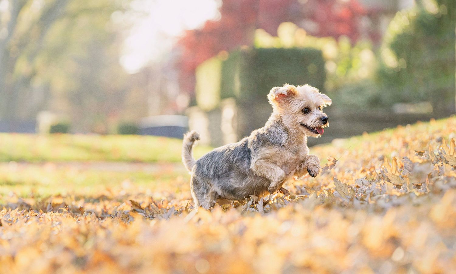 Dog Photographer Toronto