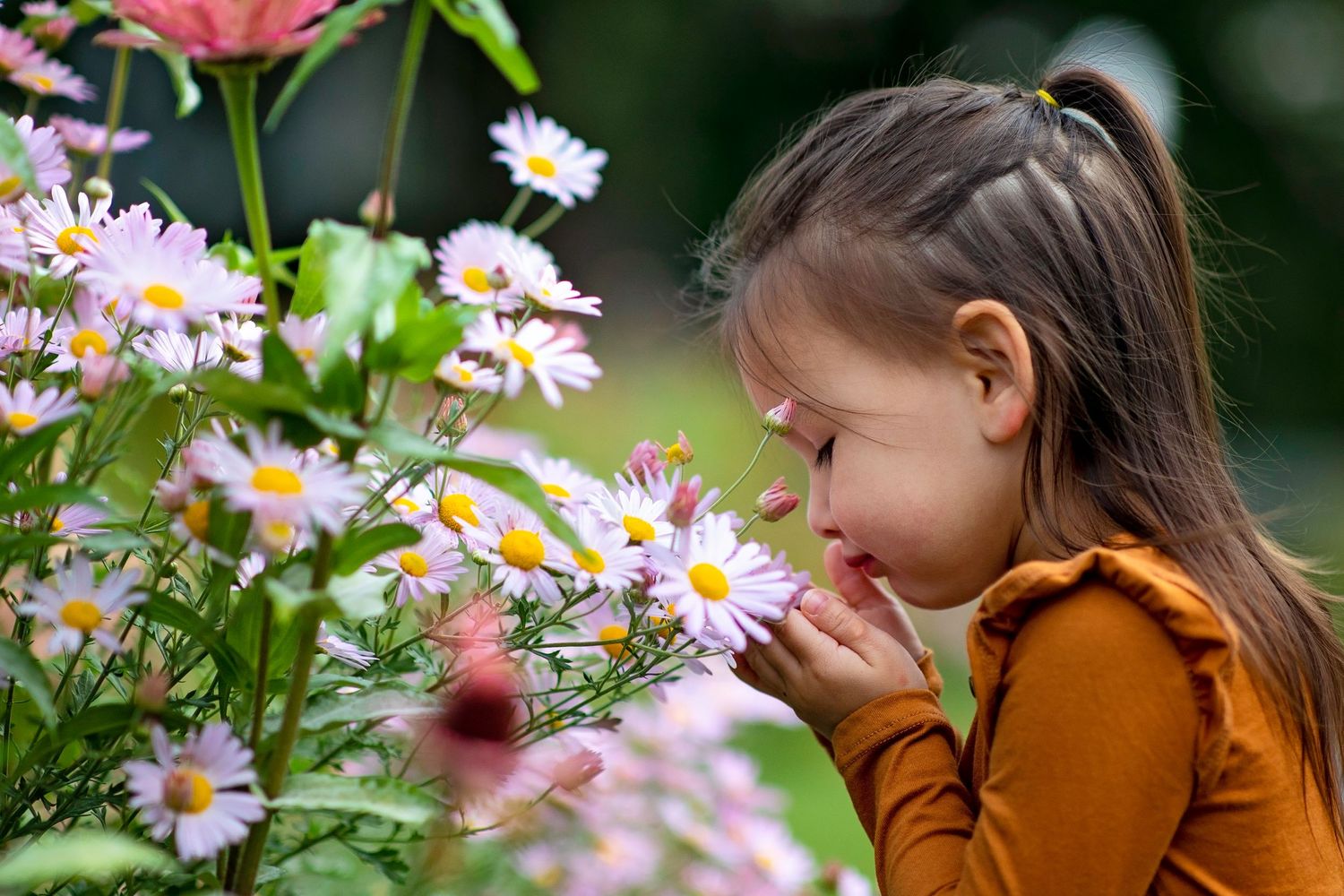Small child in orange sweater leans down to smell blooming pink daisies in a garden setting.