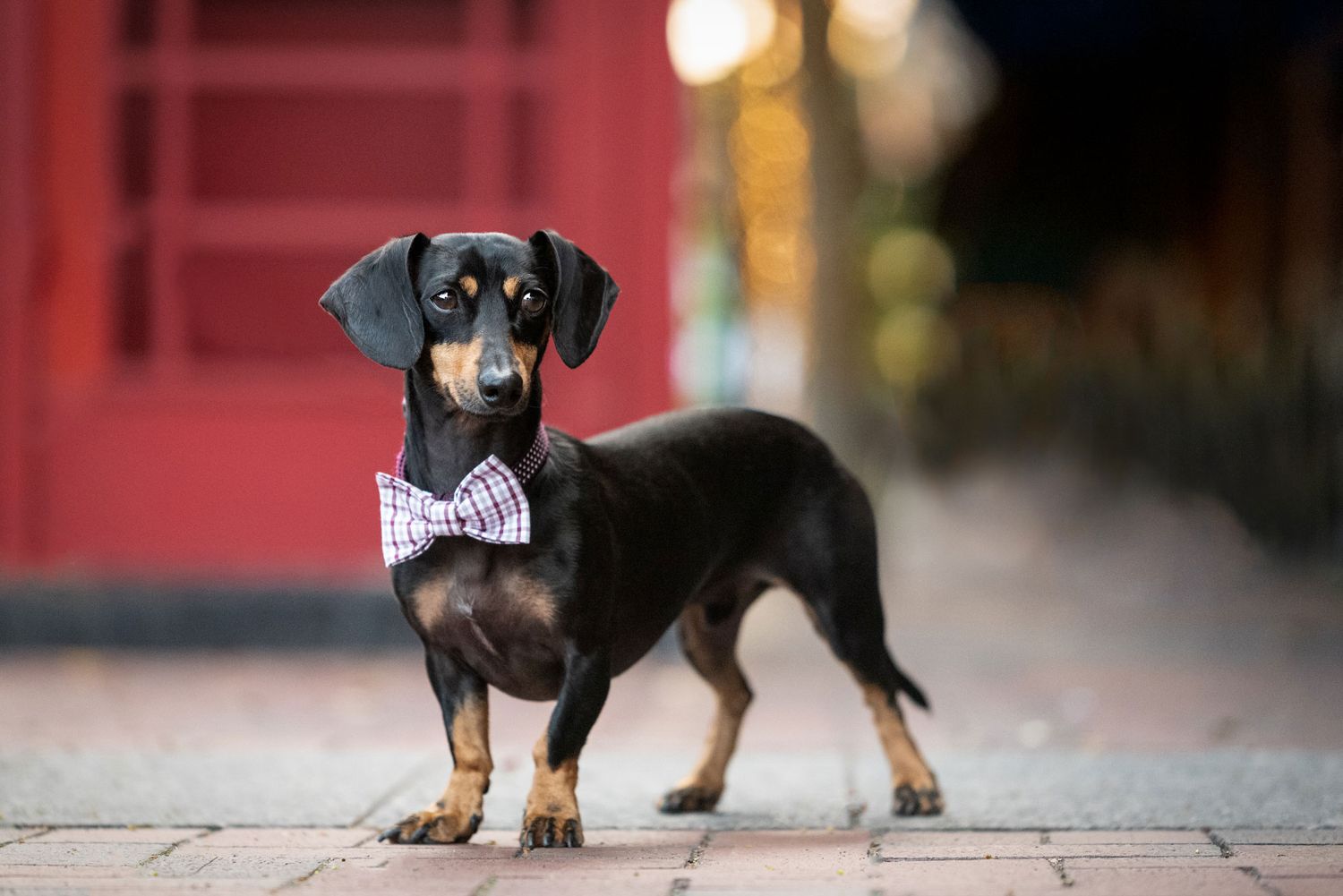 cute dachshund in bowtie in front of red telephone booth in Sugar Land Texas