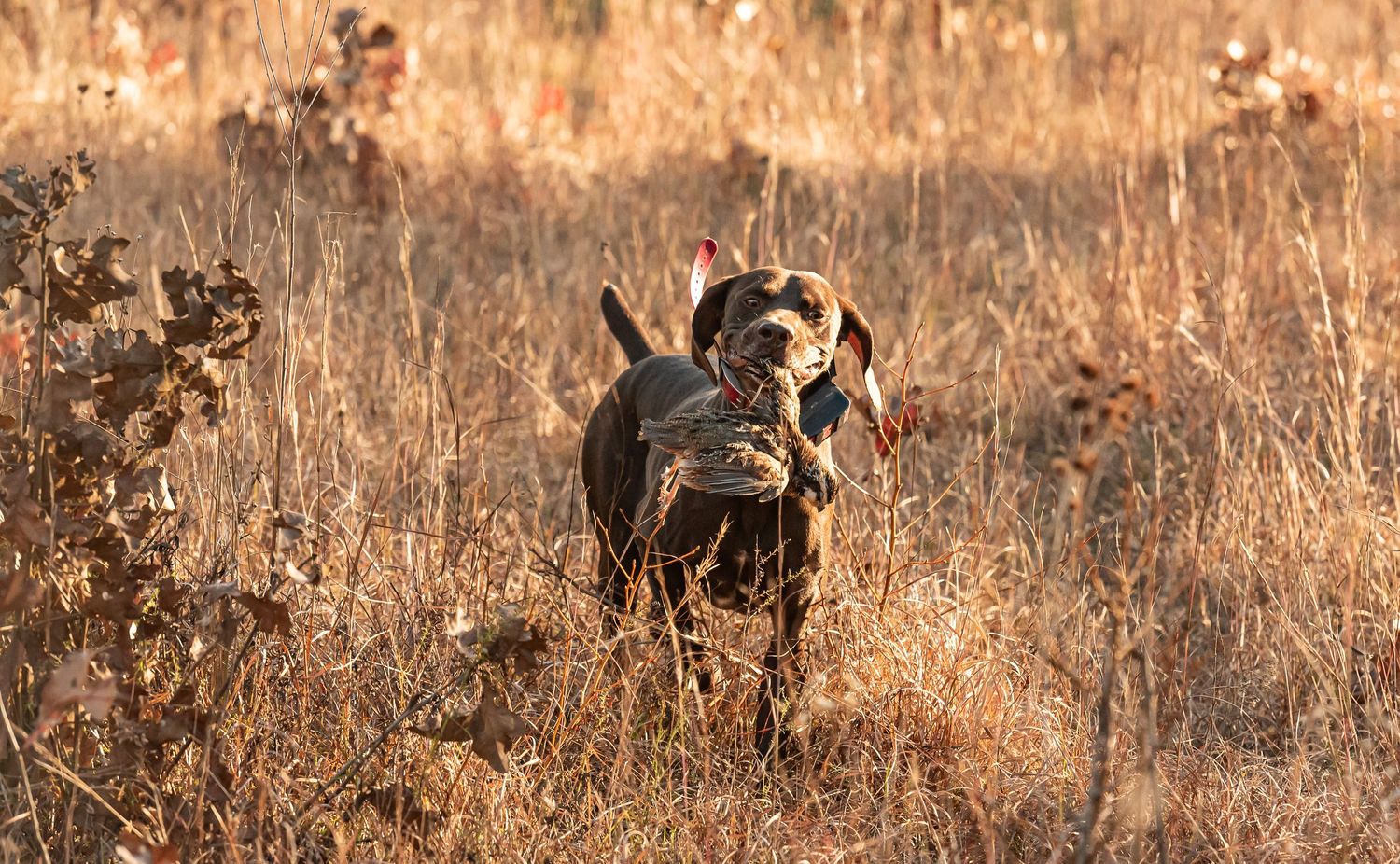 A・B・フロスト、「QUAIL SHOOTING: A DEAD STAND」 Sooooo.. Sat here with a fox x360 caller, on a stand