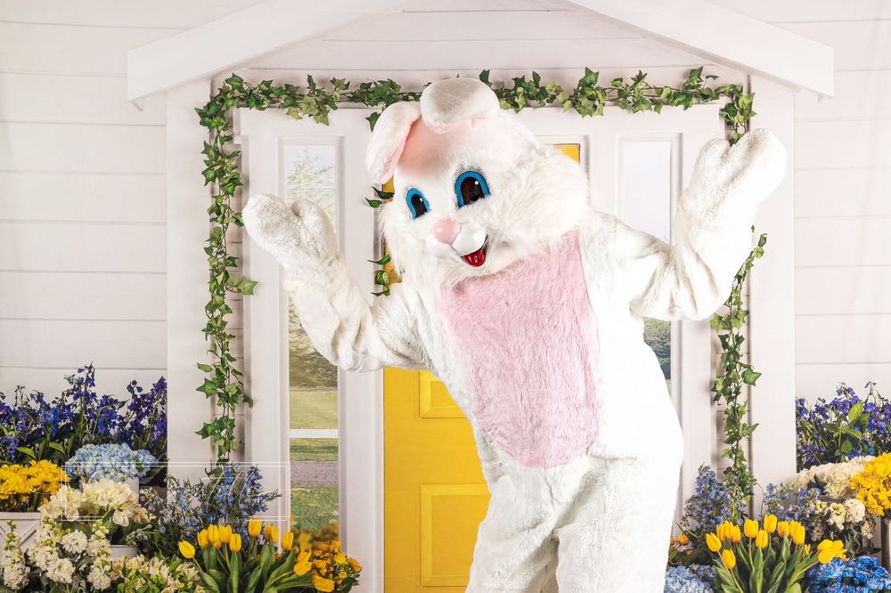 easter bunny photo, cute easter bunny photo, indoor easter bunny portraits
