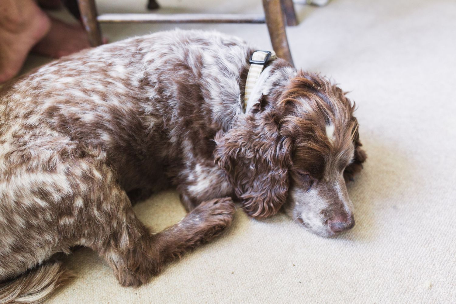 Hayley Elizabeth Photography Dogs at weddings spaniel sleeping through bridal prep