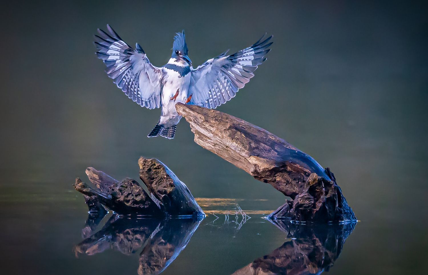 Kingfisher landing