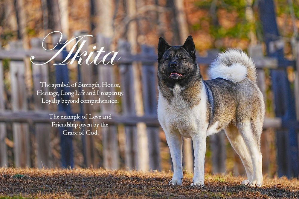 Akita dog with thick fur standing alertly in an autumn forest setting with text overlay.