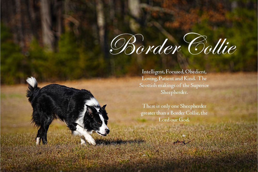 Border Collie dog crouching low in an autumn field with decorative text overlay.
