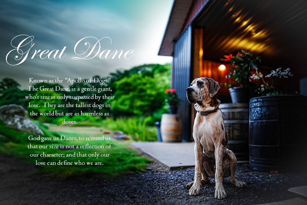 Great Dane standing on porch near wooden barrel with moody lighting and text overlay.