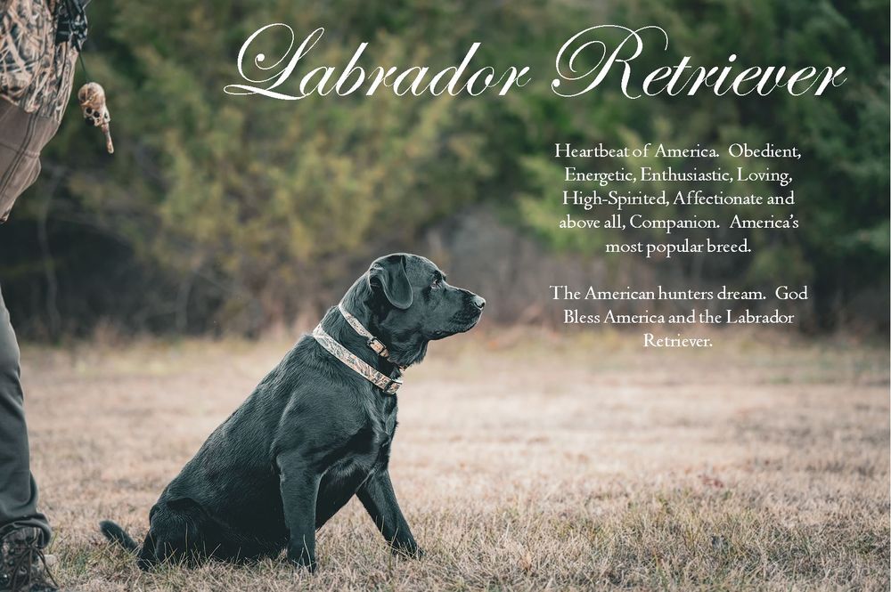 Black Labrador Retriever sitting obediently in a field with text overlay.