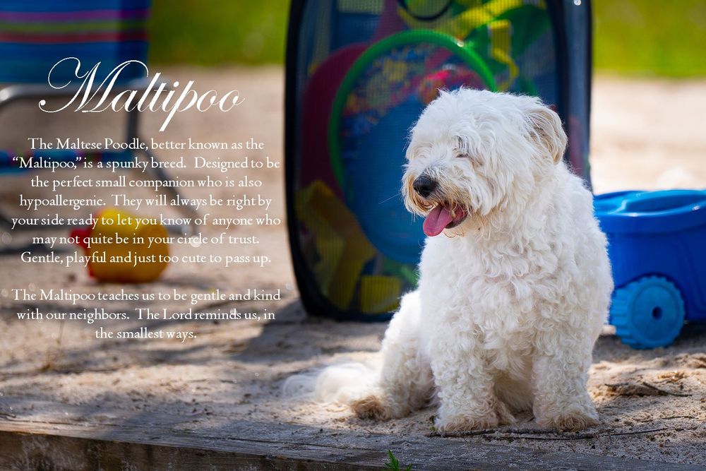 White Maltipoo dog sitting outdoors with blue background and text overlay.